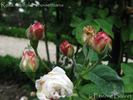 <I>Rosa rubifolia</i> X <i>Rosa noisettiana</i> rose photo