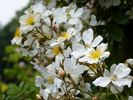 Louis' Rambler rose photo