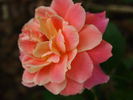 Madame Hélène Parmentier rose photo