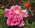 Bradova Germania rose photo