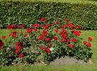 Paprika ® rose photo
