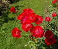 Paprika ® rose photo