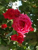 Kassel rose photo