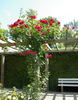 Kassel rose photo