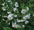 Heine rose photo