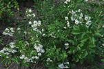 Heine rose photo