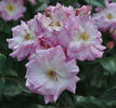 Poëma rose photo