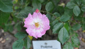 Poëma rose photo