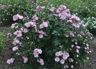 Poëma rose photo