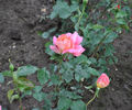 Jacques Latouche rose photo