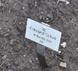 Eduard Schill rose photo