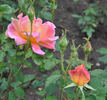 Federico Casas rose photo