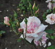 Jeanne Excoffier rose photo