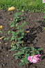 Tarantella rose photo