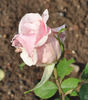 Redipuglia rose photo