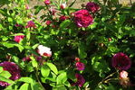 Louis Philippe rose photo