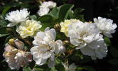 Starkodder rose photo