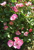Valdemar rose photo