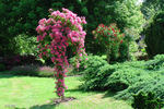 Schuss ® rose photo