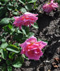 Georg Geuder rose photo