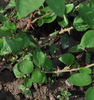 Georg Geuder rose photo