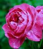 New Age rose photo