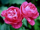 New Age rose photo