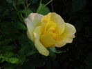 Papillon rose photo