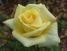 Little Nugget rose photo