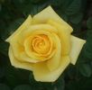Little Nugget rose photo