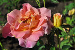 Eve rose photo
