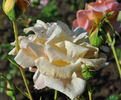Eve rose photo