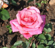Texas Centennial rose photo