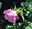 Madame Ruau rose photo