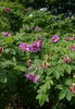 Monte Casino rose photo