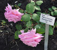 Madame Pierre Köchlin rose photo