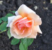 Albert Maumené rose photo