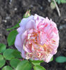 Madame Jean Demeshayne rose photo