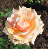 Madame Jean Gaujard rose photo