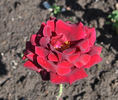 Satan rose photo