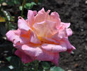 Caledonia rose photo