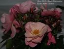 NDR1 Radio Niedersachsen ® rose photo