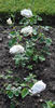 Stadtrat Glaser rose photo