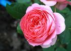 Amandine Chanel ® rose photo