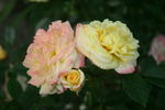 Keith's Delight rose photo