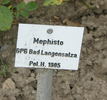 Mephisto rose photo