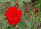 Mephisto rose photo
