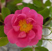 Basye's Blueberry rose photo