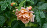 Louis Rödiger rose photo