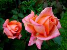École d'Ecully® rose photo